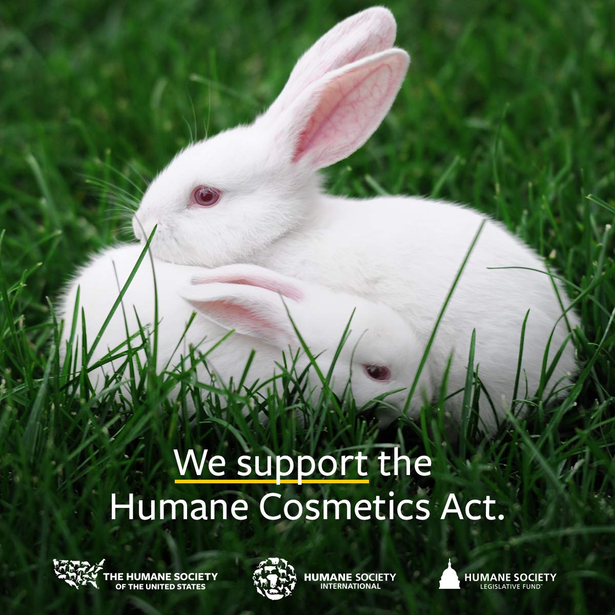 US Organic 100% Pure Lemon Essential Oil - USDA Certified Organic, Cold Pressed - W/Euro droppers (More Size Variations Available) (15 ml)